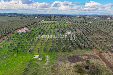 Farm hus i Avis, Portalegre, Avis - € 224.000 | Ref: FG480 - foto 20