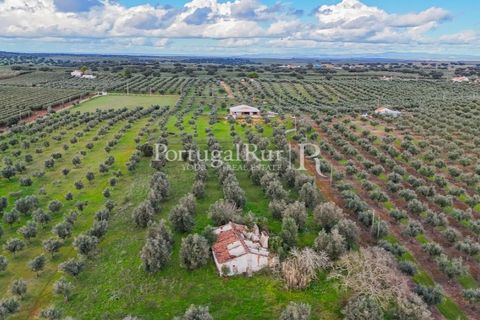 Farm hus i Avis, Portalegre, Avis - € 224.000 | Ref: FG480 - foto 21