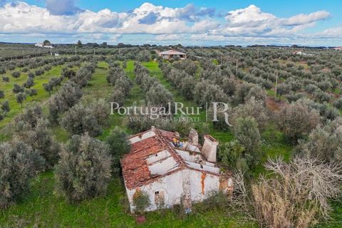 Farm hus i Avis, Portalegre, Avis - € 224.000 | Ref: FG480 - foto 22