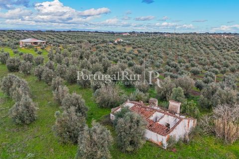 Farm hus i Avis, Portalegre, Avis - € 224.000 | Ref: FG480 - foto 23