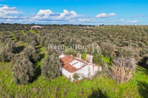 Farm hus i Avis, Portalegre, Avis - € 224.000 | Ref: FG480 - foto 24