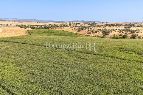 Landejendom i Evora, Evora, Evora - € 4.200.000 | Ref: FG603 - foto 20