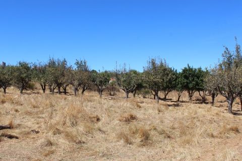 Farm i Vila Vicosa, Evora, Vila Vicosa - € 97.000 | Ref: ALT006/015/2025 - foto 11