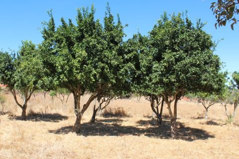 Farm i Vila Vicosa, Evora, Vila Vicosa - € 97.000 | Ref: ALT006/015/2025 - foto 14