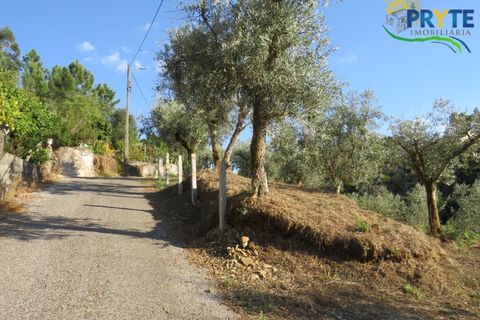 Farm i Castelo Branco, Castelo Branco, Castelo Branco - € 30.000 | Ref: VF324 - foto 1