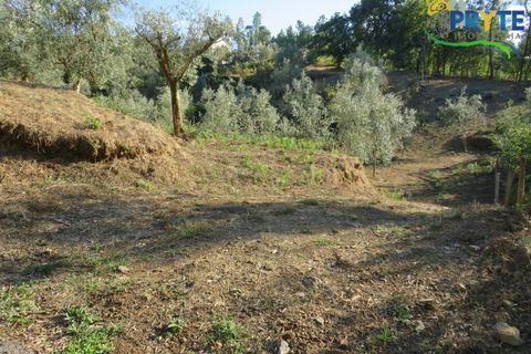 Farm i Castelo Branco, Castelo Branco, Castelo Branco - € 30.000 | Ref: VF324 - foto 2