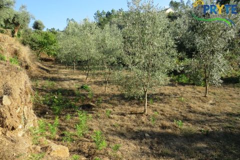 Farm i Castelo Branco, Castelo Branco, Castelo Branco - € 30.000 | Ref: VF324 - foto 3