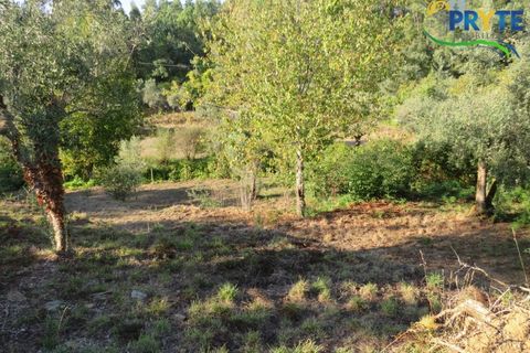 Farm i Castelo Branco, Castelo Branco, Castelo Branco - € 30.000 | Ref: VF324 - foto 4