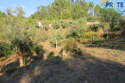 Farm i Castelo Branco, Castelo Branco, Castelo Branco - € 30.000 | Ref: VF324 - foto 5