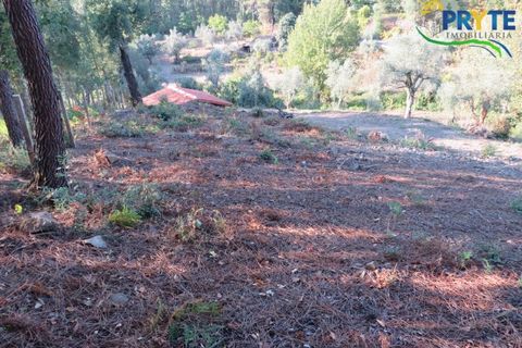 Farm i Castelo Branco, Castelo Branco, Castelo Branco - € 30.000 | Ref: VF324 - foto 6