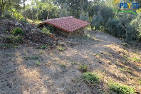 Farm i Castelo Branco, Castelo Branco, Castelo Branco - € 30.000 | Ref: VF324 - foto 9