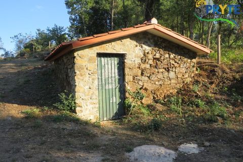 Farm i Castelo Branco, Castelo Branco, Castelo Branco - € 30.000 | Ref: VF324 - foto 10