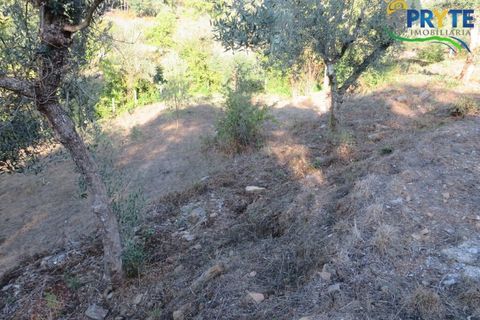 Farm i Castelo Branco, Castelo Branco, Castelo Branco - € 30.000 | Ref: VF324 - foto 11