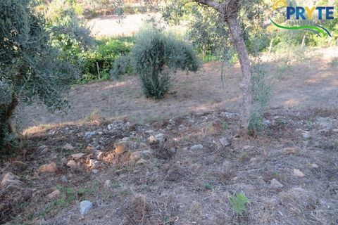 Farm i Castelo Branco, Castelo Branco, Castelo Branco - € 30.000 | Ref: VF324 - foto 12