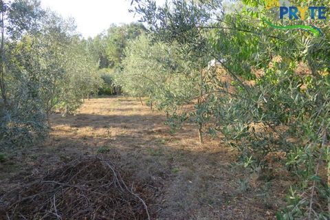 Farm i Castelo Branco, Castelo Branco, Castelo Branco - € 30.000 | Ref: VF324 - foto 13