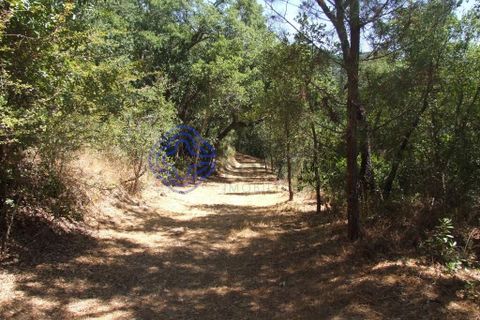 Byhus i Baiao, Porto, Baiao - € 360.000 | Ref: 1109001 - foto 26