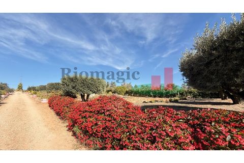 Helårsgrund i Rio Maior, Santarem, Rio Maior - € 145.000 | Ref: 232.25 - foto 33