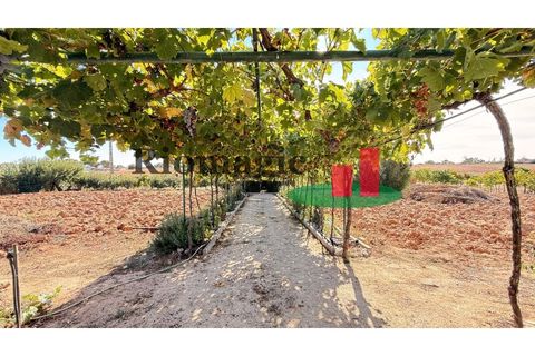 Helårsgrund i Rio Maior, Santarem, Rio Maior - € 145.000 | Ref: 232.25 - foto 38