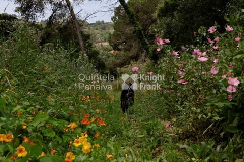 Farm i Sintra, Lisbon, Sintra - € 1.250.000 | Ref: PROP-010997 - foto 23