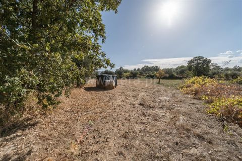 Terra a Fundao, Castelo Branco, Fundao - € 110.000 | Ref: 255250171 - foto 4