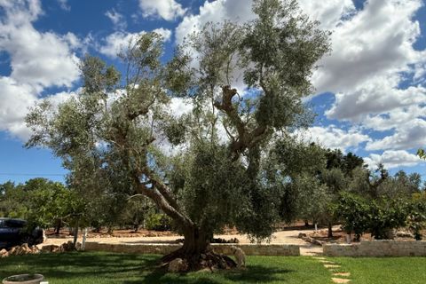 Villa a Ostuni, Brindisi, Ostuni - € 1.138.000 | Ref: es5557426 - foto 6