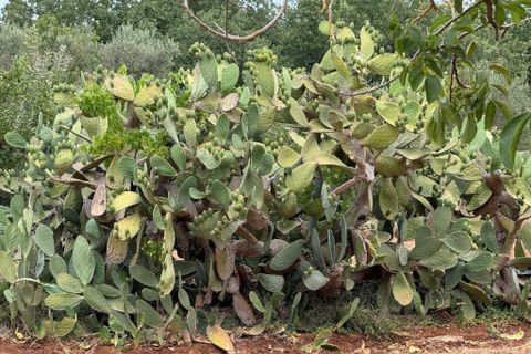 Villa a Ostuni, Brindisi, Ostuni - € 1.138.000 | Ref: es5557426 - foto 15