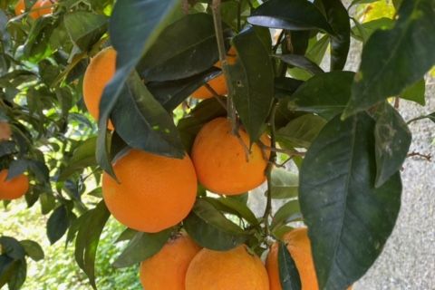 Villa a Graniti, Messina, Graniti - € 190.000 | Ref: es5553826 - foto 17