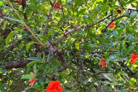 Villa a Graniti, Messina, Graniti - € 190.000 | Ref: es5553826 - foto 26