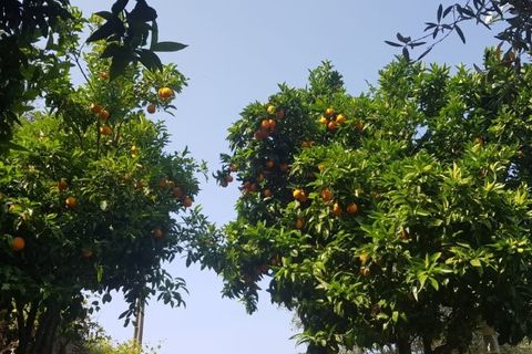 Farm i Seia, Guarda, Seia - € 95.000 | Ref: es5554744 - foto 2