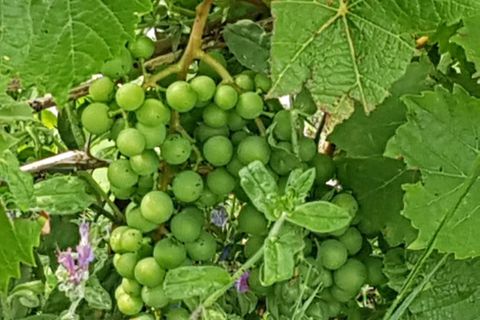 Farm i Seia, Guarda, Seia - € 95.000 | Ref: es5554744 - foto 3