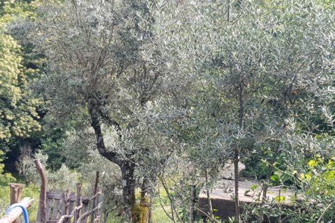 Farm i Seia, Guarda, Seia - € 95.000 | Ref: es5554744 - foto 4