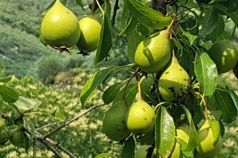 Farm i Seia, Guarda, Seia - € 95.000 | Ref: es5554744 - foto 6