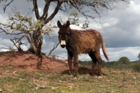 Farm i Silves, Faro, Silves - € 699.950 | Ref: es5553742 - foto 10