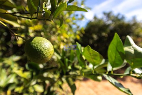Farm hus i Paderne, Faro, Paderne - € 450.000 | Ref: IF001 - foto 25