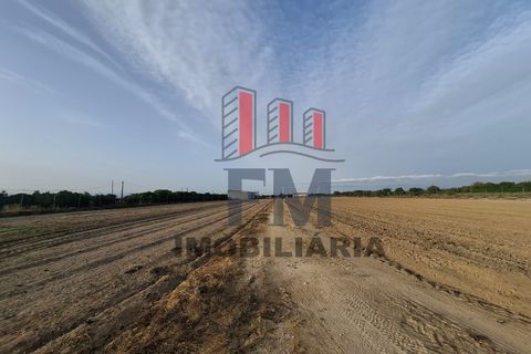 Farm i Almeirim, Santarem, Almeirim - € 350.000 | Ref: FM1108 - foto 23