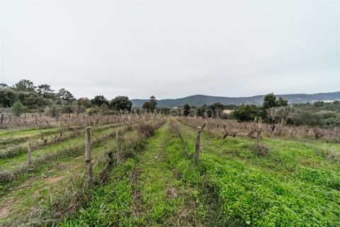 Terra a Fundao, Castelo Branco, Fundao - € 96.900 | Ref: 255250061 - foto 5