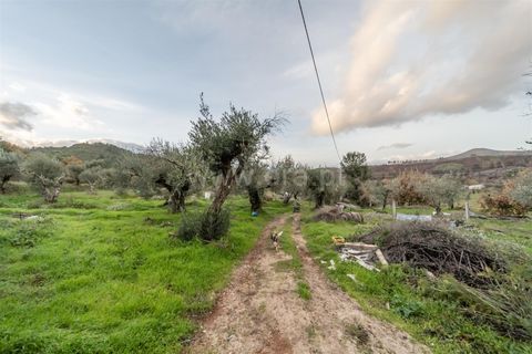 Landejendom i Fundao, Castelo Branco, Fundao - € 595.000 | Ref: 255250049 - foto 13