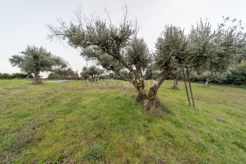 Landejendom i Fundao, Castelo Branco, Fundao - € 595.000 | Ref: 255250049 - foto 20