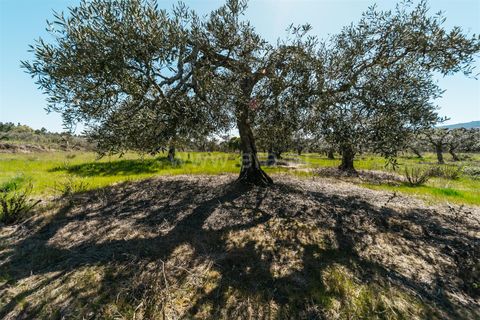 Farm i Fundao, Castelo Branco, Fundao - € 155.000 | Ref: 255250019 - foto 9