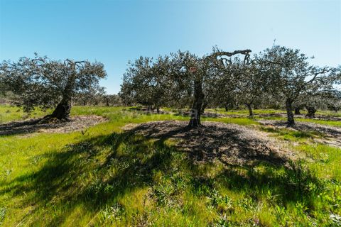 Farm i Fundao, Castelo Branco, Fundao - € 155.000 | Ref: 255250019 - foto 12