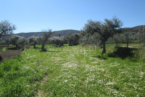 Landejendom i Fundao, Castelo Branco, Fundao - € 28.500 | Ref: 255250091 - foto 2