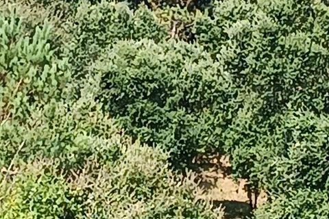 Helårsgrund i Alcobaca, Leiria, Alcobaca - € 40.000 | Ref: 126874 - foto 6