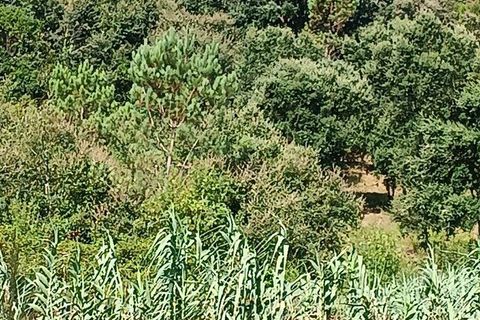 Helårsgrund i Alcobaca, Leiria, Alcobaca - € 40.000 | Ref: 126874 - foto 10