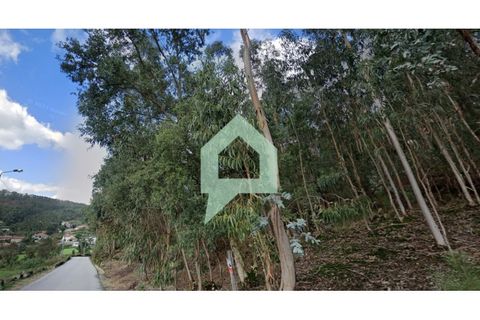 Helårsgrund i Alvito, Beja, Alvito - € 200.000 | Ref: TER_3424 - foto 9