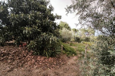 Terra a Nelas, Viseu, Nelas - € 55.000 | Ref: 389250215 - foto 2