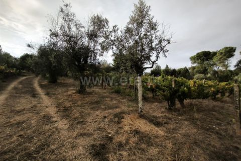 Terra a Nelas, Viseu, Nelas - € 55.000 | Ref: 389250215 - foto 7