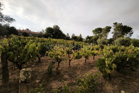 Terra a Nelas, Viseu, Nelas - € 55.000 | Ref: 389250215 - foto 8