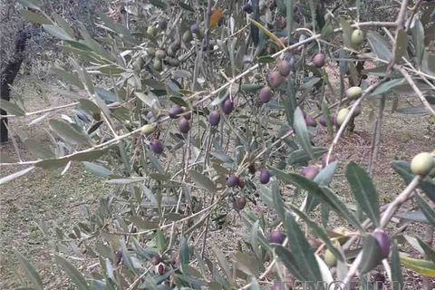 Tomt i Monterchi, Arezzo, Monterchi - € 25 000 | Ref: 604 - foto 2
