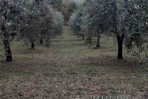Tomt i Monterchi, Arezzo, Monterchi - € 25 000 | Ref: 604 - foto 3