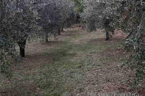 Tomt i Monterchi, Arezzo, Monterchi - € 25 000 | Ref: 604 - foto 4
